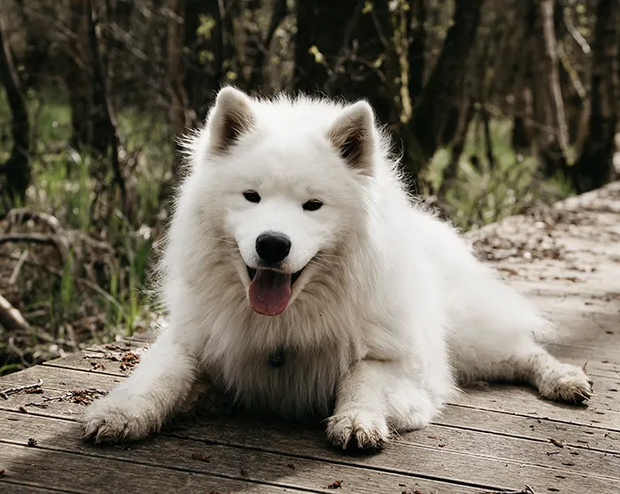 Hunde fotografering udendørs