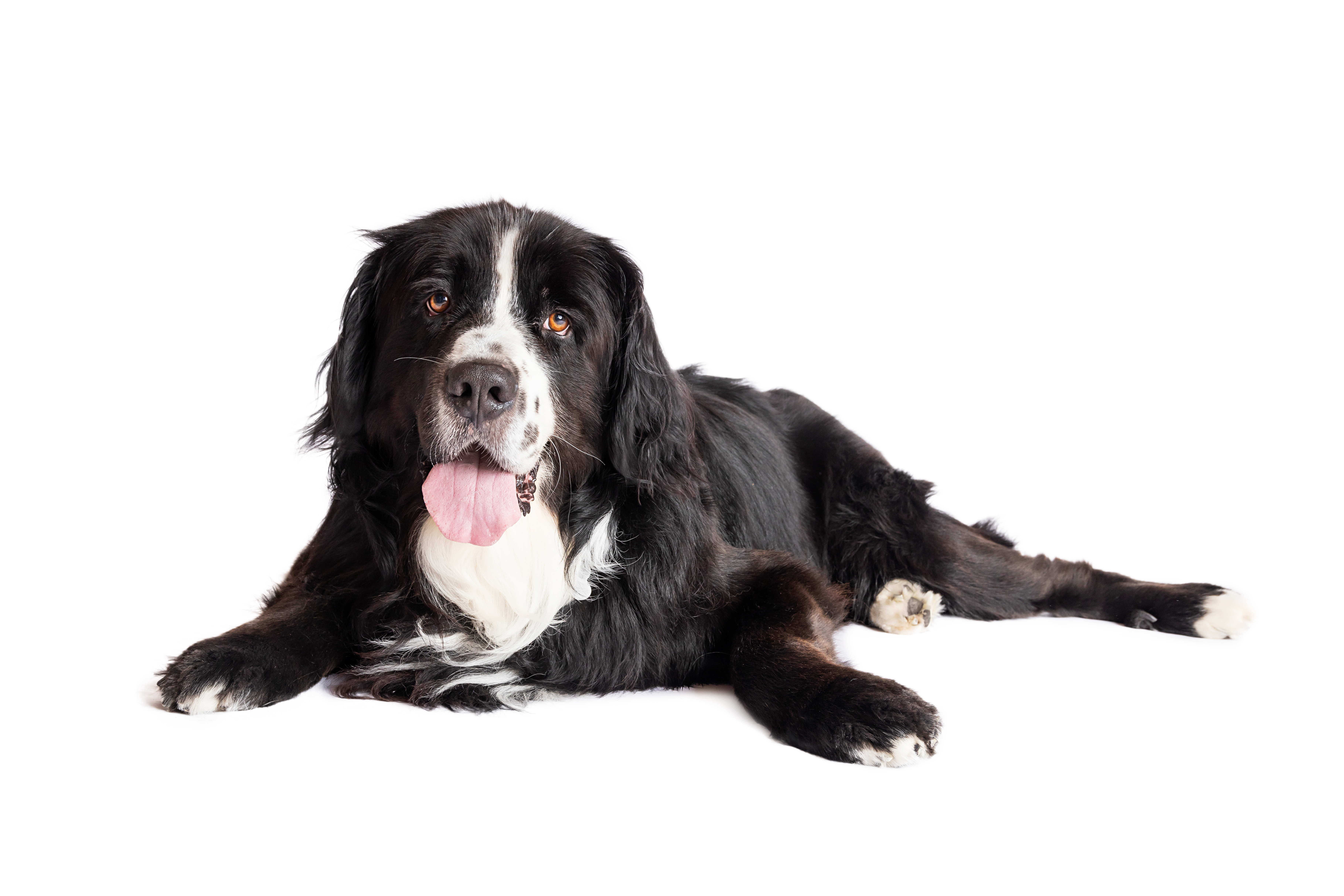 Ædre hundefotografering