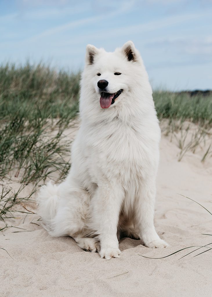 Hundefotografering ved strand