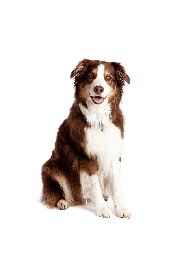 Hundefotografering på hvis baggrund