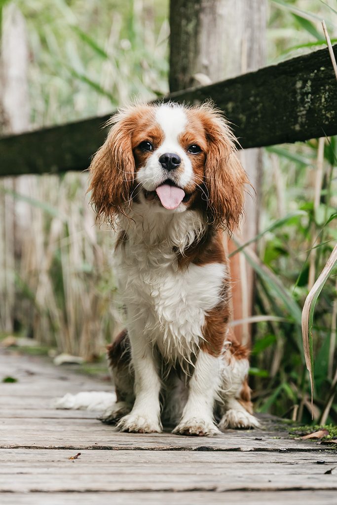Udendørs hundefotografering af hvalp