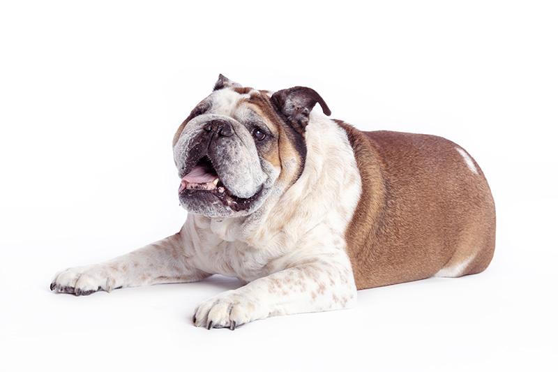 Hundefotografering af ældre hund